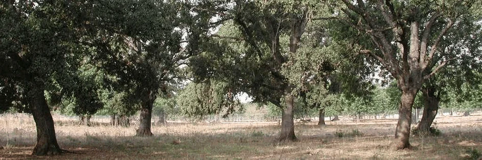 Xarxa de corredors ecològics de l'illa de Mallorca